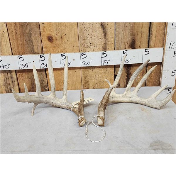 Set Of Main Frame 6x5 Whitetail Shed Antlers