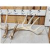 Image 2 : Set Of Main Frame 6x5 Whitetail Shed Antlers