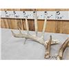 Image 3 : Set Of Main Frame 6x5 Whitetail Shed Antlers