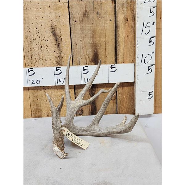 Crazy Main Frame 5 Point Whitetail Shed Antler