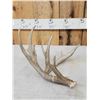 Image 2 : Crazy Main Frame 5 Point Whitetail Shed Antler