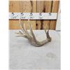 Image 3 : Crazy Main Frame 5 Point Whitetail Shed Antler