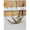 Image 4 : Crazy Main Frame 5 Point Whitetail Shed Antler