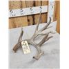 Image 5 : Crazy Main Frame 5 Point Whitetail Shed Antler