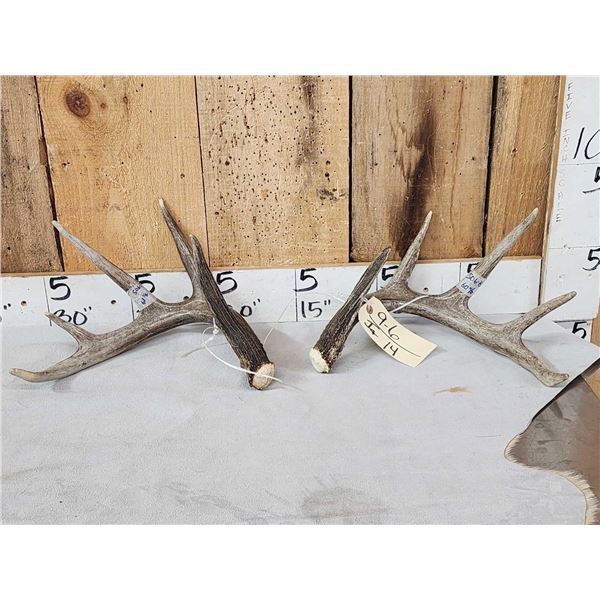 4x4 Canadian Whitetail Shed Antlers