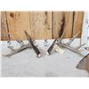 Image 1 : 4x4 Canadian Whitetail Shed Antlers