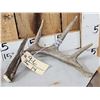 Image 2 : 4x4 Canadian Whitetail Shed Antlers