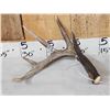 Image 3 : 4x4 Canadian Whitetail Shed Antlers