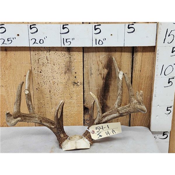 Main Frame 6x5 Whitetail Antlers On Skull Plate