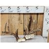 Image 1 : Main Frame 6x5 Whitetail Antlers On Skull Plate
