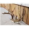Image 2 : Main Frame 6x5 Whitetail Antlers On Skull Plate