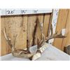 Image 3 : Main Frame 6x5 Whitetail Antlers On Skull Plate
