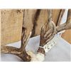 Image 4 : Main Frame 6x5 Whitetail Antlers On Skull Plate