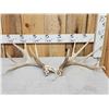 Image 1 : Set Of Main Frame 4x5 Whitetail Shed Antlers