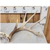 Image 2 : Set Of Main Frame 4x5 Whitetail Shed Antlers