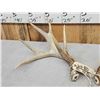 Image 3 : Set Of Main Frame 4x5 Whitetail Shed Antlers