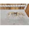 Image 4 : Set Of Main Frame 4x5 Whitetail Shed Antlers