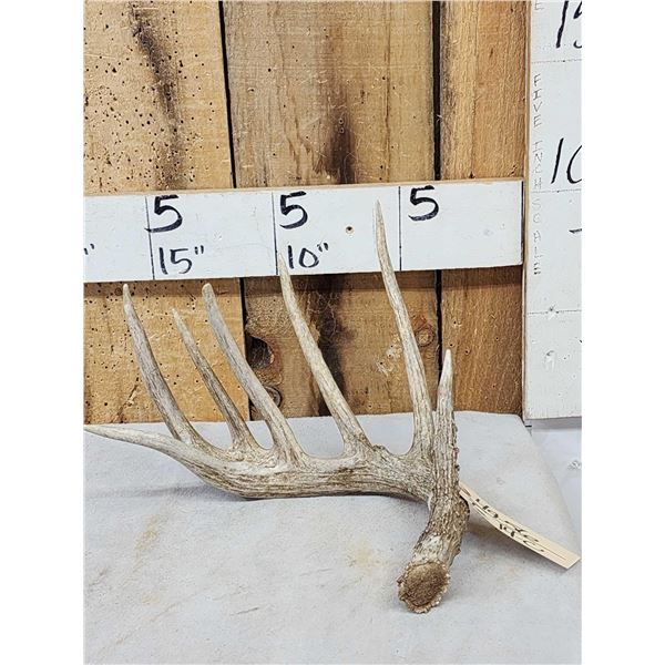 Main Frame 6 Point Whitetail Shed Antler