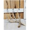 Image 1 : Main Frame 6 Point Whitetail Shed Antler
