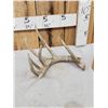 Image 2 : Main Frame 6 Point Whitetail Shed Antler