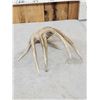 Image 3 : Main Frame 6 Point Whitetail Shed Antler