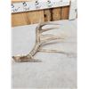 Image 4 : Main Frame 6 Point Whitetail Shed Antler