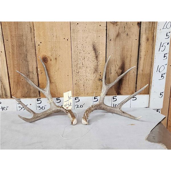 Nice Set Of 5x5 Mule Deer Shed Antlers