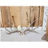 Image 1 : Nice Set Of 5x5 Mule Deer Shed Antlers