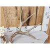Image 2 : Nice Set Of 5x5 Mule Deer Shed Antlers