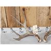 Image 4 : Nice Set Of 5x5 Mule Deer Shed Antlers