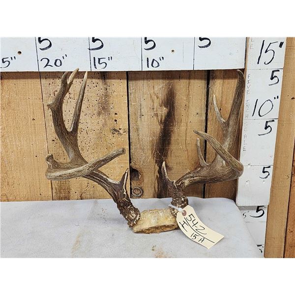 Freak Nontypical Whitetail Antlers On Skull Plate