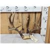 Image 1 : Freak Nontypical Whitetail Antlers On Skull Plate