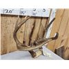 Image 2 : Freak Nontypical Whitetail Antlers On Skull Plate