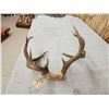 Image 4 : Freak Nontypical Whitetail Antlers On Skull Plate