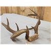 Image 5 : Freak Nontypical Whitetail Antlers On Skull Plate