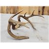 Image 6 : Freak Nontypical Whitetail Antlers On Skull Plate