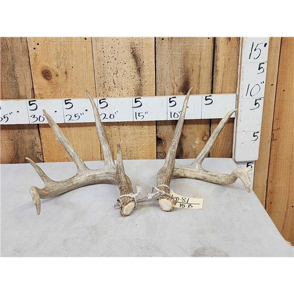Set Of 5x5 Whitetail Shed Antlers