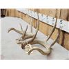 Image 2 : Set Of 5x5 Whitetail Shed Antlers