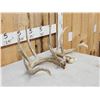 Image 3 : Set Of 5x5 Whitetail Shed Antlers