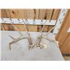 Image 4 : Set Of 5x5 Whitetail Shed Antlers