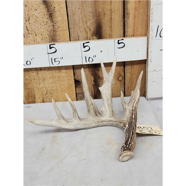 Main Frame 7 Point Whitetail Shed Antler