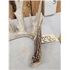 Image 2 : Main Frame 7 Point Whitetail Shed Antler
