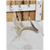Image 3 : Main Frame 7 Point Whitetail Shed Antler