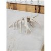 Image 4 : Main Frame 7 Point Whitetail Shed Antler