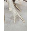 Image 5 : Main Frame 7 Point Whitetail Shed Antler