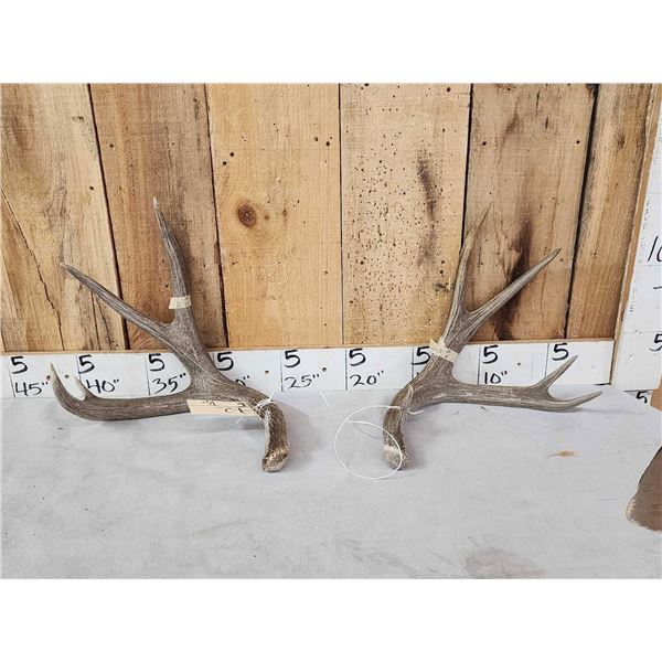 Nice Set Of 5x5 Mule Deer Shed Antlers
