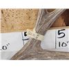 Image 3 : Nice Set Of 5x5 Mule Deer Shed Antlers