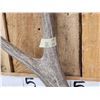 Image 5 : Nice Set Of 5x5 Mule Deer Shed Antlers