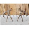Image 6 : Nice Set Of 5x5 Mule Deer Shed Antlers