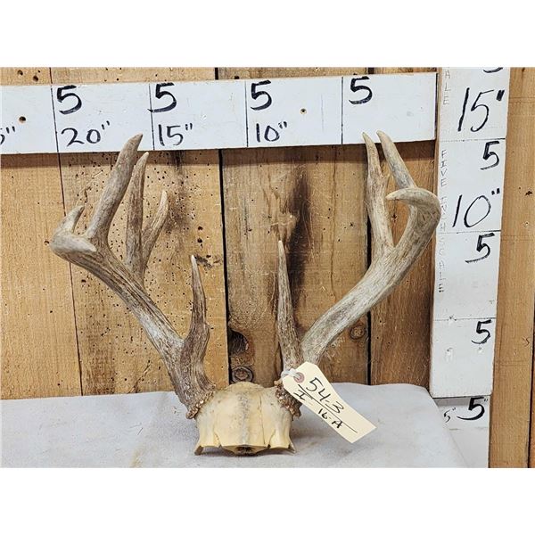 Main Frame 4x5 Whitetail Antlers On Skull Plate